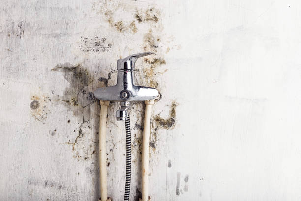 Best Affordable Mold Removal  in Liberal, KS