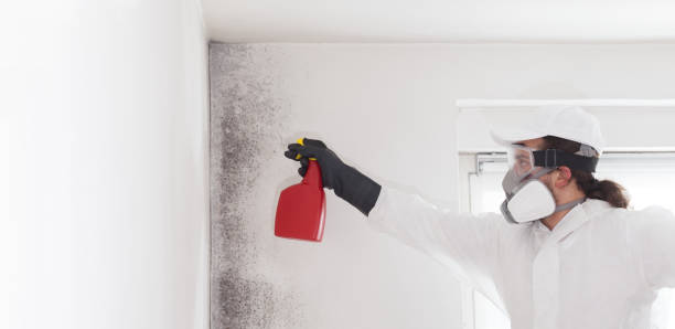 Professional Mold Removal in Liberal, KS