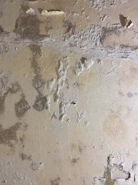 Best Best Mold Removal Companies  in Liberal, KS