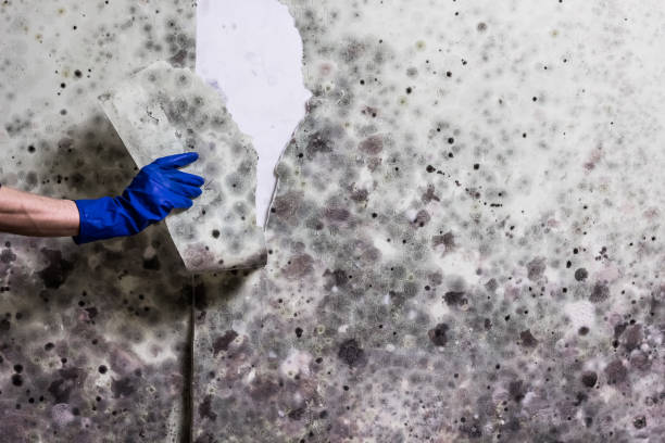 Best Local Mold Removal Service  in Liberal, KS