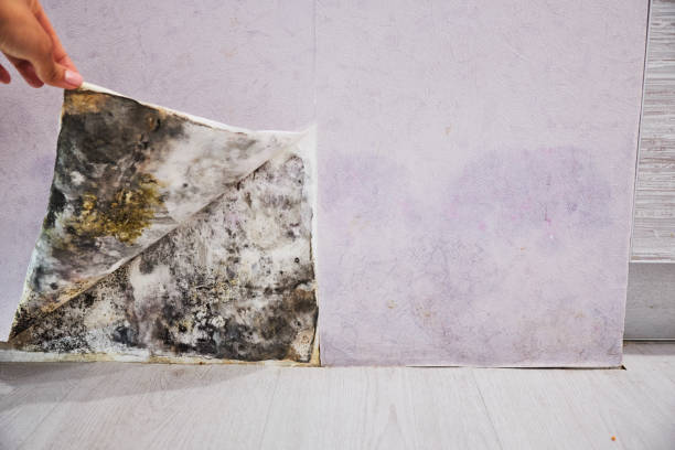 Certified Mold Removal in Liberal, KS